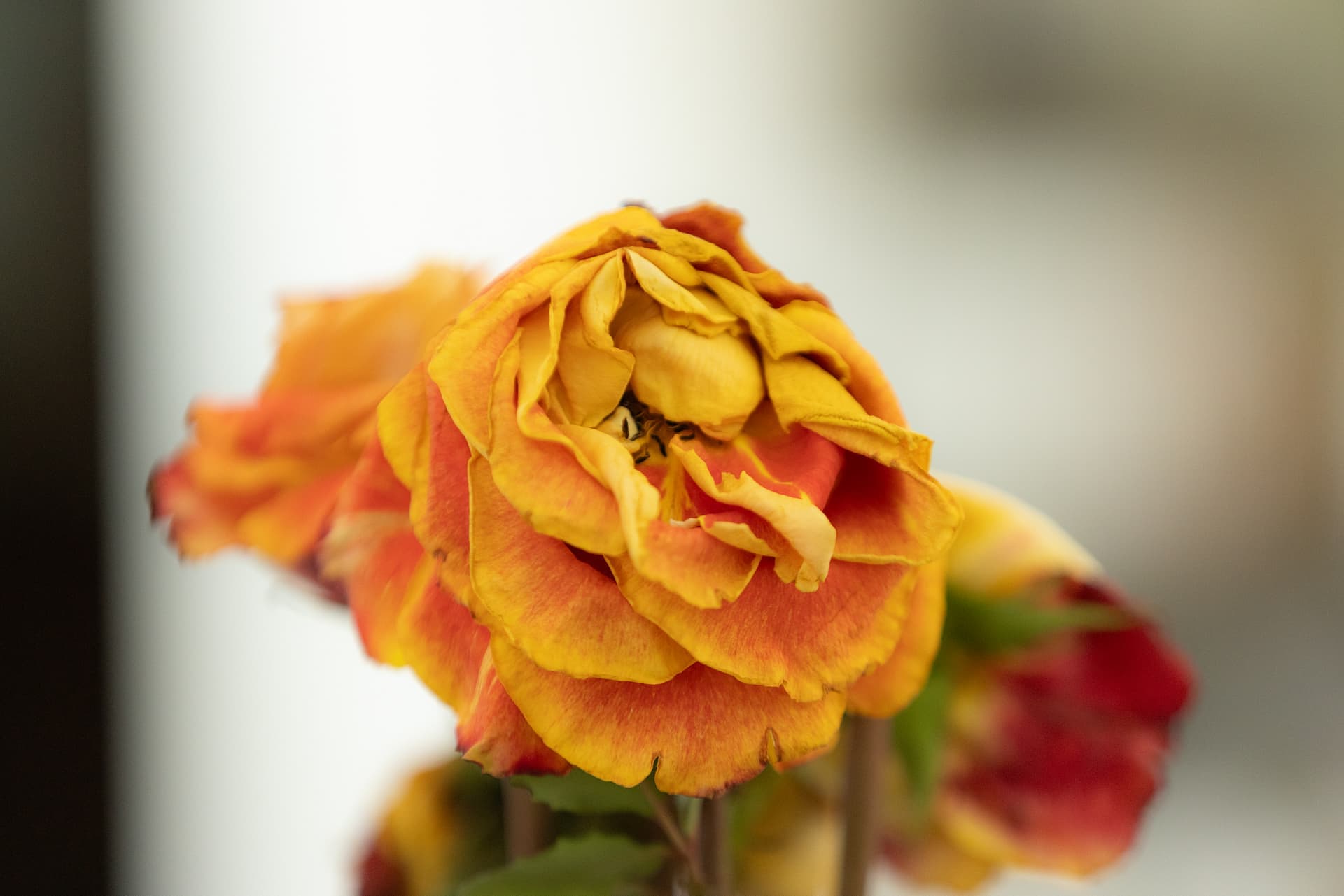 In Bloom