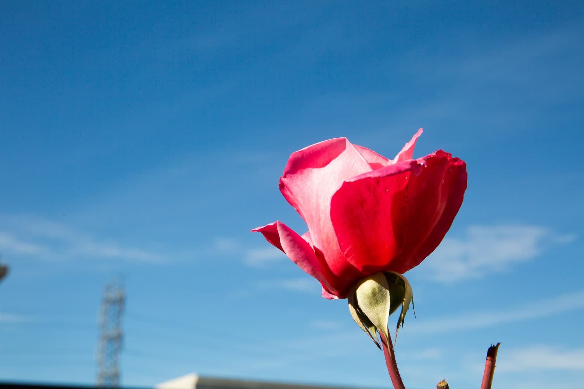 A Single Rose